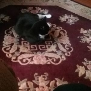 Meet your Posher, Nancy